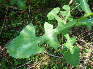 Longues feuilles molles embrassantes et cordées à la base. Les supérieures sont lancéolées et les inférieures ovales. Le verso est glauque. Agrandir dans une nouvelle fenêtre (ou onglet)